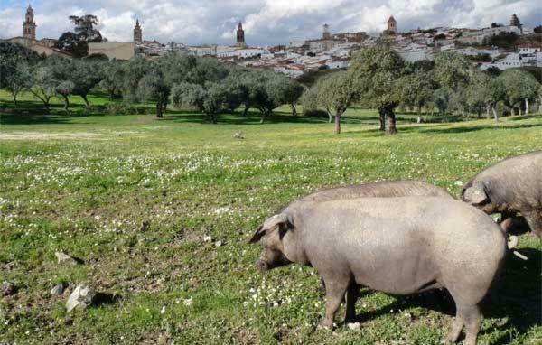 Buhardilla Rustica Mirando A Santa Catalina Apartment Jerez De Los Caballeros Bagian luar foto